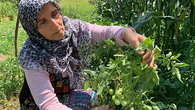 Tarlalarına patates ekti, domates çıktı