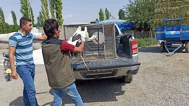 Sıcaktan etkilenen leylekler tedavi altına alındı