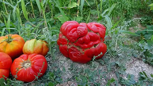 Yerli 'Maniye' domatesi coğrafi işaretle tescillendi