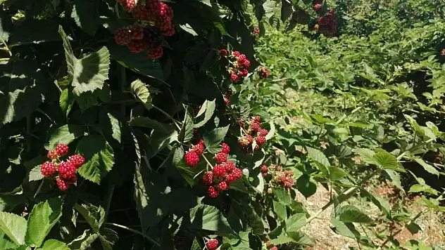 Böğürtlende sevindiren verim