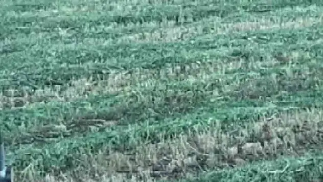 Ayı tarlaya indi, o kornayla uzaklaştırdı