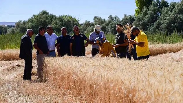 Buğday hasadı yüz güldürdü