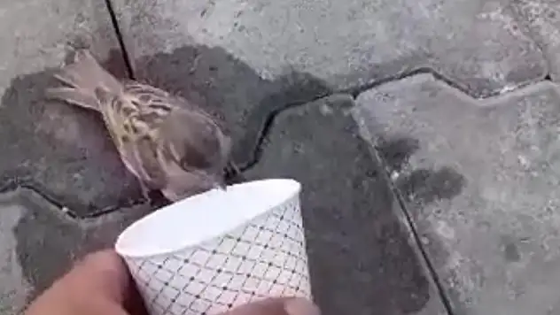Sıcak havada susuzluktan baygın düşen serçeye kendi elleriyle su içirdiler