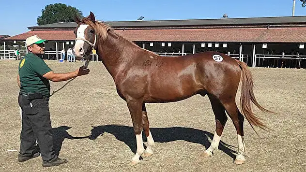 58 baş Safkan Arap Koşu Tayı satışa çıkarıldı