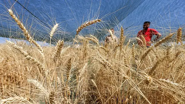 Van Gölü Havzası'nın yerel buğday çeşitleri koruma altına alındı