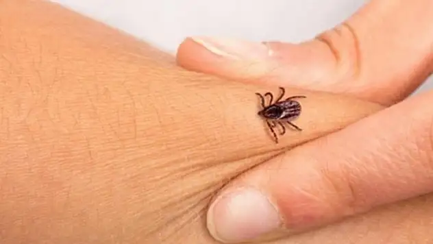 Kene ısırması sonucu yaşanan ölümler sürüyor