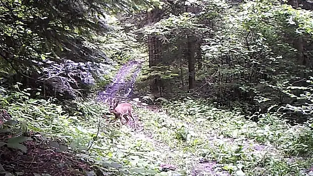 Ormanlardaki yaban çeşitliliği fotokapanla görüntülendi