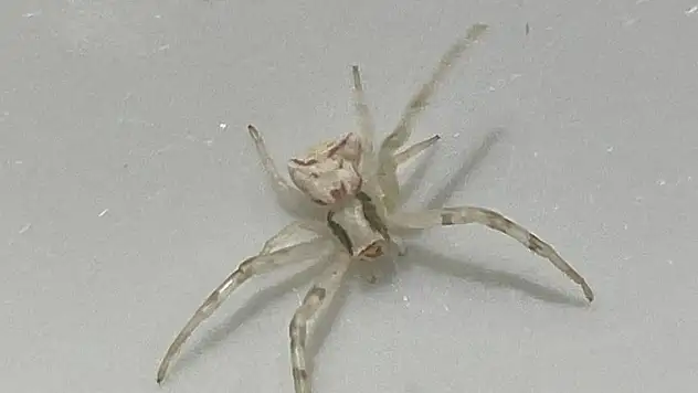 İnsan yüzlü örümcek görenleri şaşkına çevirdi