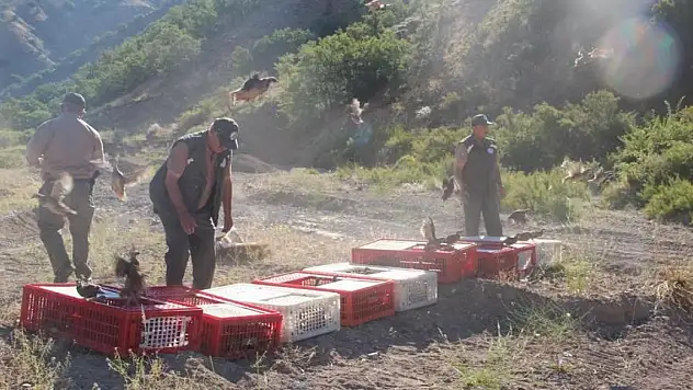 Kırşehir'de keklikler doğaya salındı