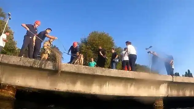 Denize düşen köpeğin yardımına Sahil Güvenlik ekipleri koştu