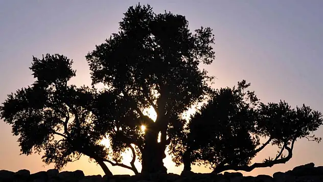 Ağaçların Göbeklitepesi 2 bin yıldır zamana meydan okuyor