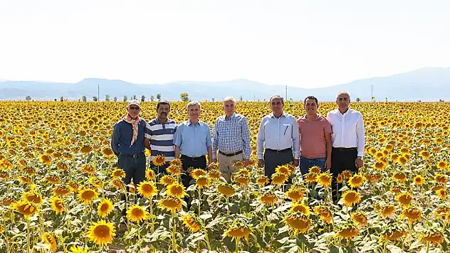 Ayçiçekler hasat için gün sayıyor