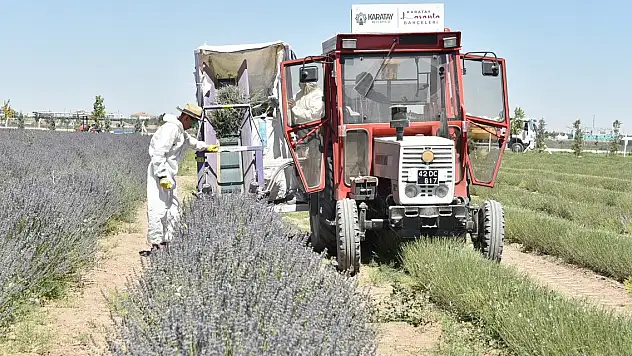 Karatay Lavanta Bahçesi'nde hasat zamanı