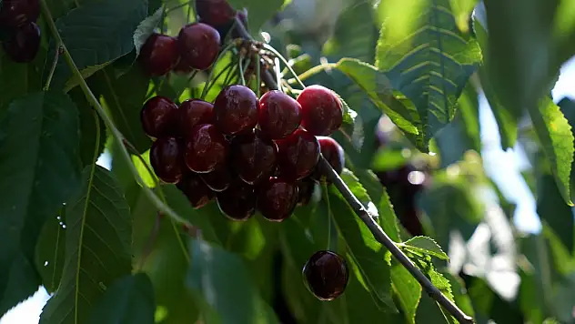 Eskişehir'in 1352 rakımlı ilçesinden Avrupa'ya kiraz ihracı