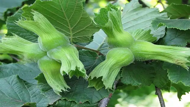 Düzce'de fındık hasat tarihleri belli oldu