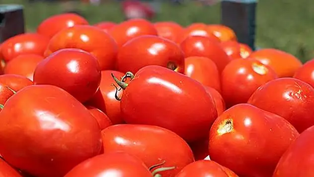 Kahramanmaraş'ta domatesten 120 bin ton rekolte bekleniyor