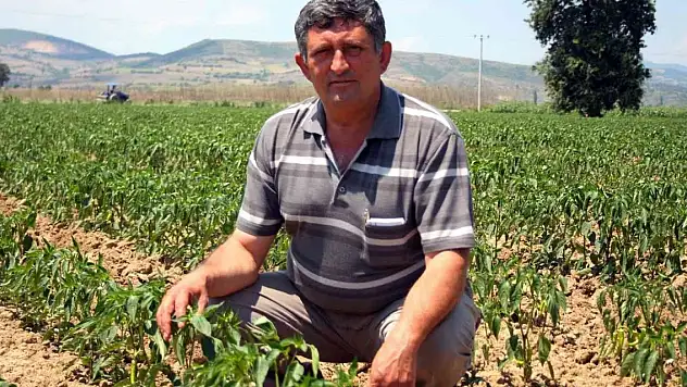 Biber fiyatı üreticiyi sevindirdi