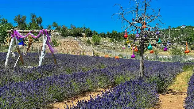 Mersin'de köylüler lavantayı sevdi