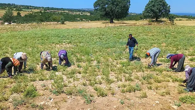 Kekik üreticileri oluşan fiyattan memnun kalmadı