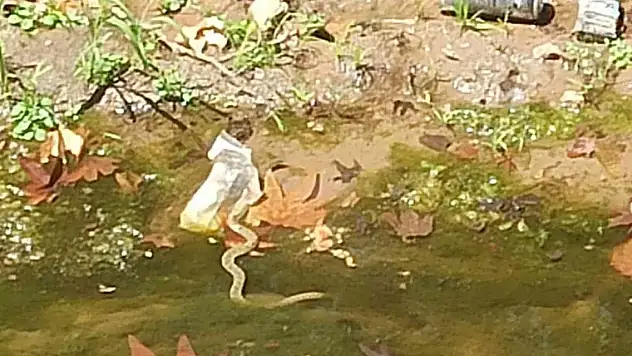 Yemişen Deresindeki yılanlar paniğe neden oluyor