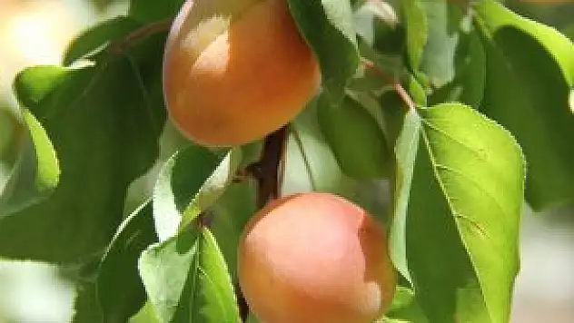 Bu kayısı başka topraklarda yetişmiyor