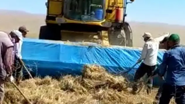 İlk kez ekilen kimyonun hasadı yapıldı