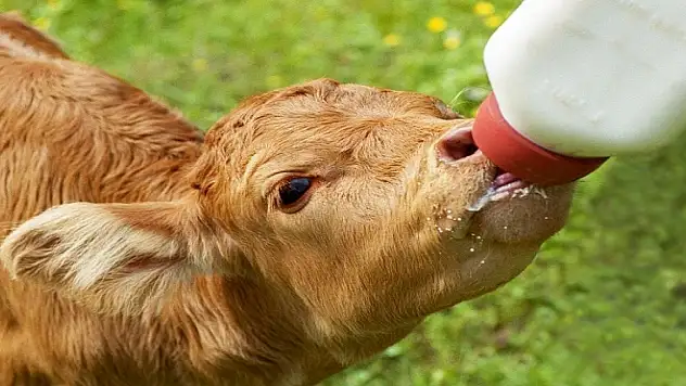 Buzağı desteklemesindeki üreme parametrelerine ilişkin süre güncellendi