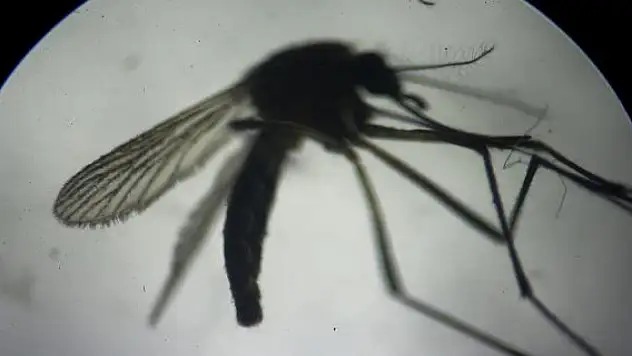 İtalya'da Batı Nil Virüsü vakalarında artış