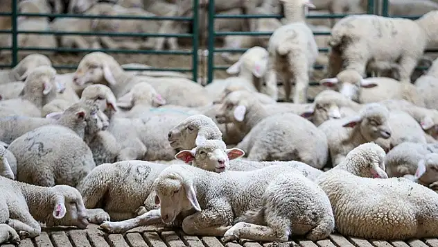 Küçükbaş hayvan yetiştiricileri indirimden memnun