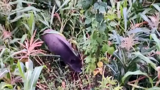 Giresun'da domuzlar mısır tarlasına dadandı