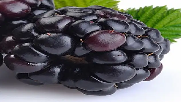 Amino asit kaynağı olan böğürtlenin faydaları