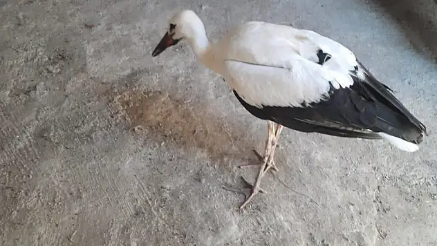 Yaralı bulduğu leyleği korumaya aldı