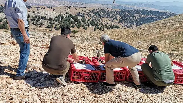 15 bin kınalı keklik doğaya salındı
