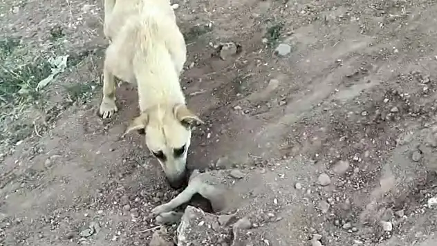 Tedavi olan yavrusu ölünce mezarının başından ayrılmadı