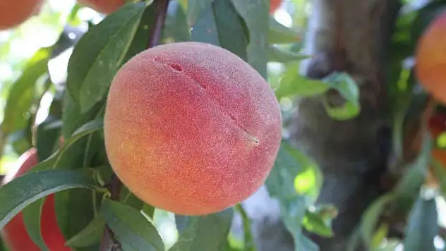 Şeftalide rekolte yüksek, fiyatlar düşük