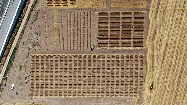 Dünya için umut olan süper buğdayda ilk hasat gerçekleşti