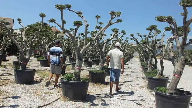 Zeytin ağaçları süs bitkisi oldu