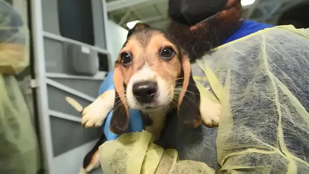 4 bin 'Beagle' kobay olmaktan kurtarıldı