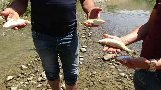 Korkutan balık ölümleri