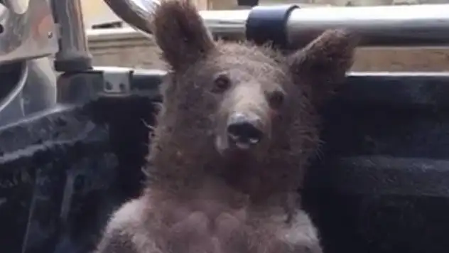 Fazla bal yiyen ayı işte böyle kendinden geçti