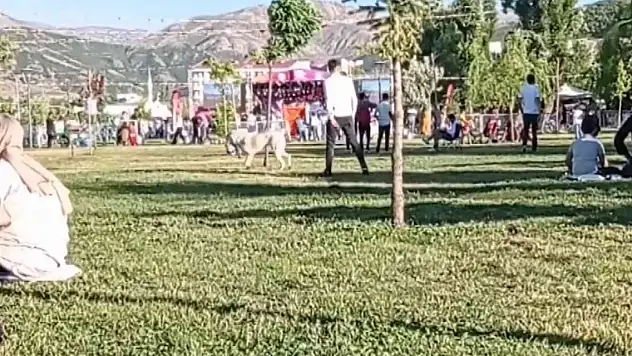 Gençlerin köpekle imtihanı