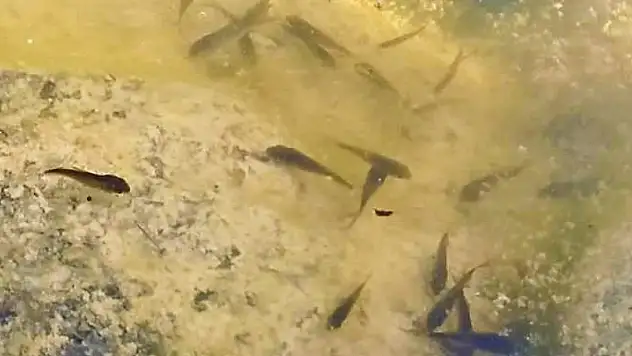 40 bin yavru balık suya bırakıldı