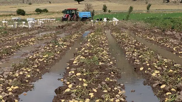 Sel basan tarlada toplanmaya bekleyen 35 ton patates sular altında kaldı