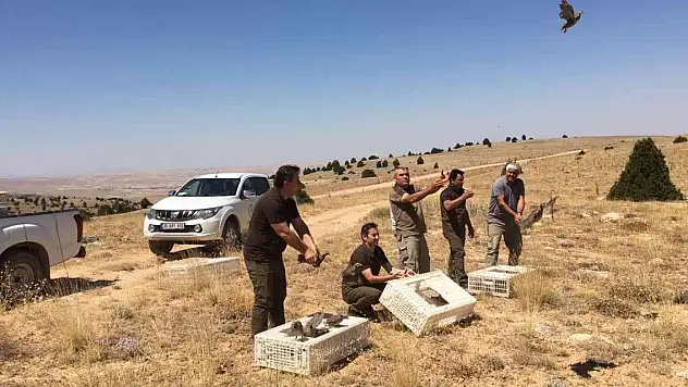 Karaman'da doğaya 250 kınalı keklik salındı