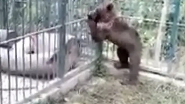 Balı fazla kaçıran ayının durumu iyi