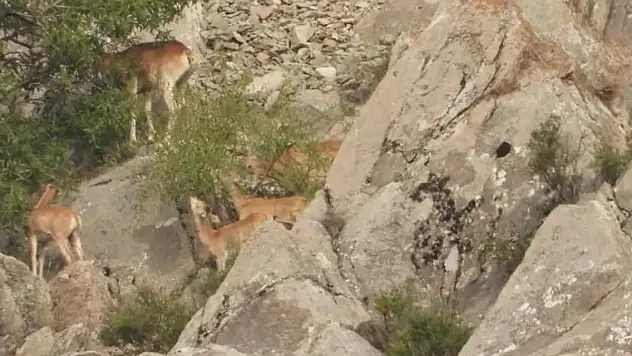 Doğaya salınan Anadolu yaban koyunları izlendi