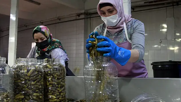 2 bin nüfuslu mahalle 10 milyon dolarlık turşu ihraç ediyor