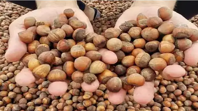 TMO fındık alımı için tarih verdi!