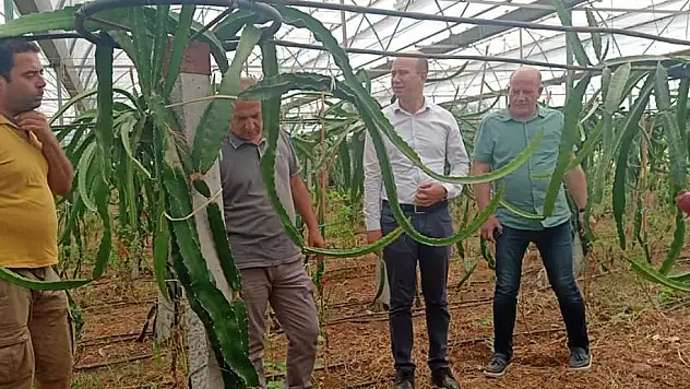 Köyceğiz'de ilk defa üretilen ejder meyvesi hasat töreni yapıldı