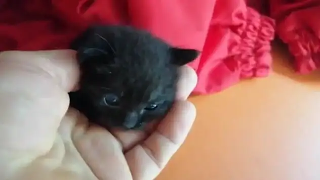 Aracın camını açık bıraktı, sürprizle karşılaştı